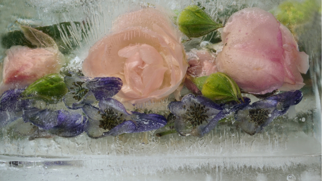 Eisscheiben mit Kräutern und Blumen bereiten den Kindern beim Herstellen große Freude.