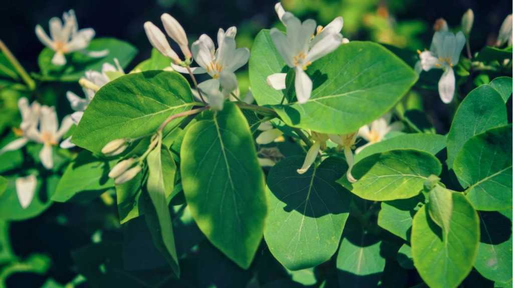 Gemeiner Faulbaum (Frangula alnus)