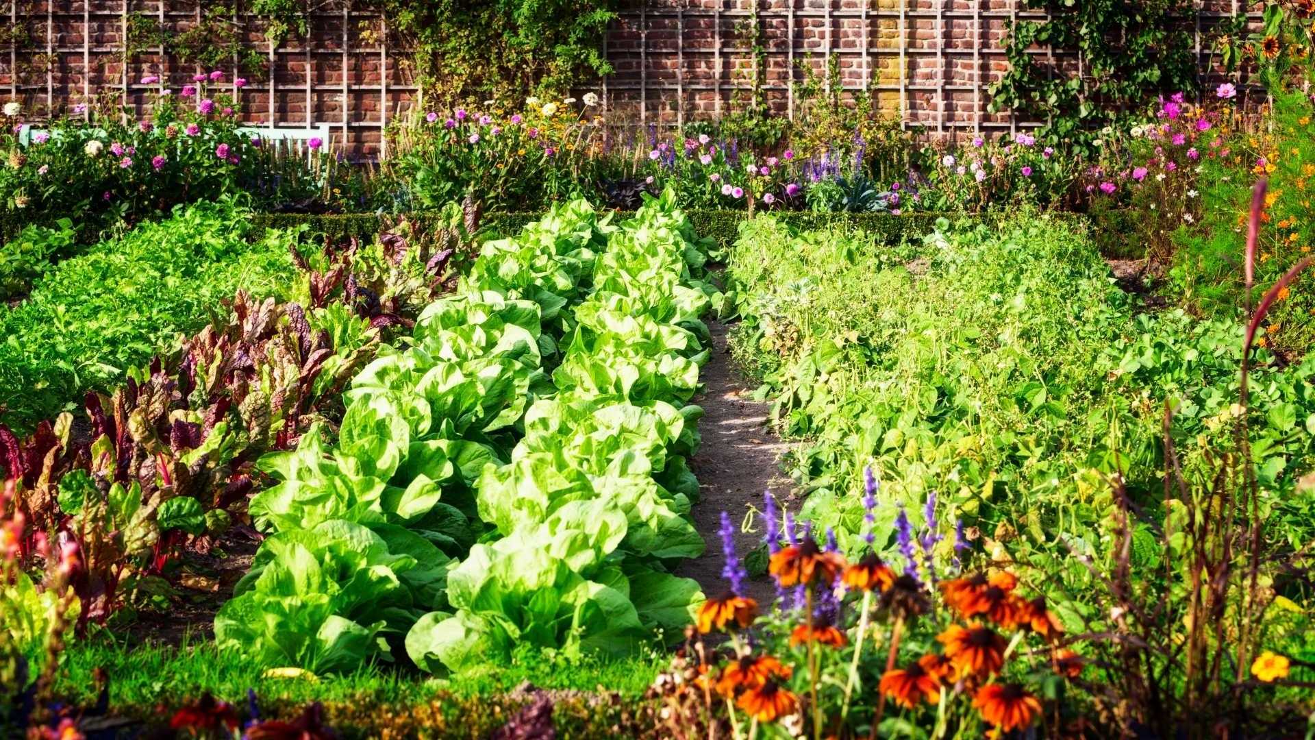 gemüse beet im garten