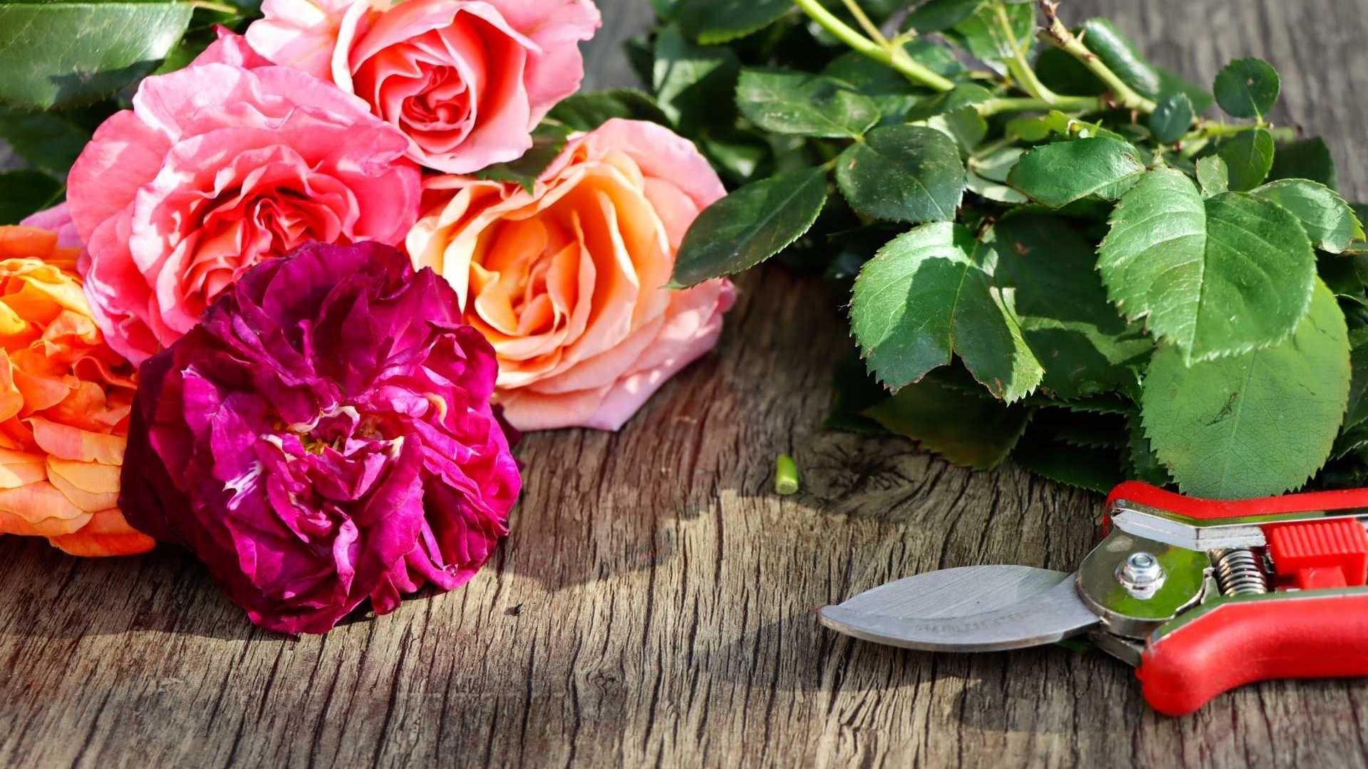 Geschnittene Rosen auf einem Tisch mit Rosenschere