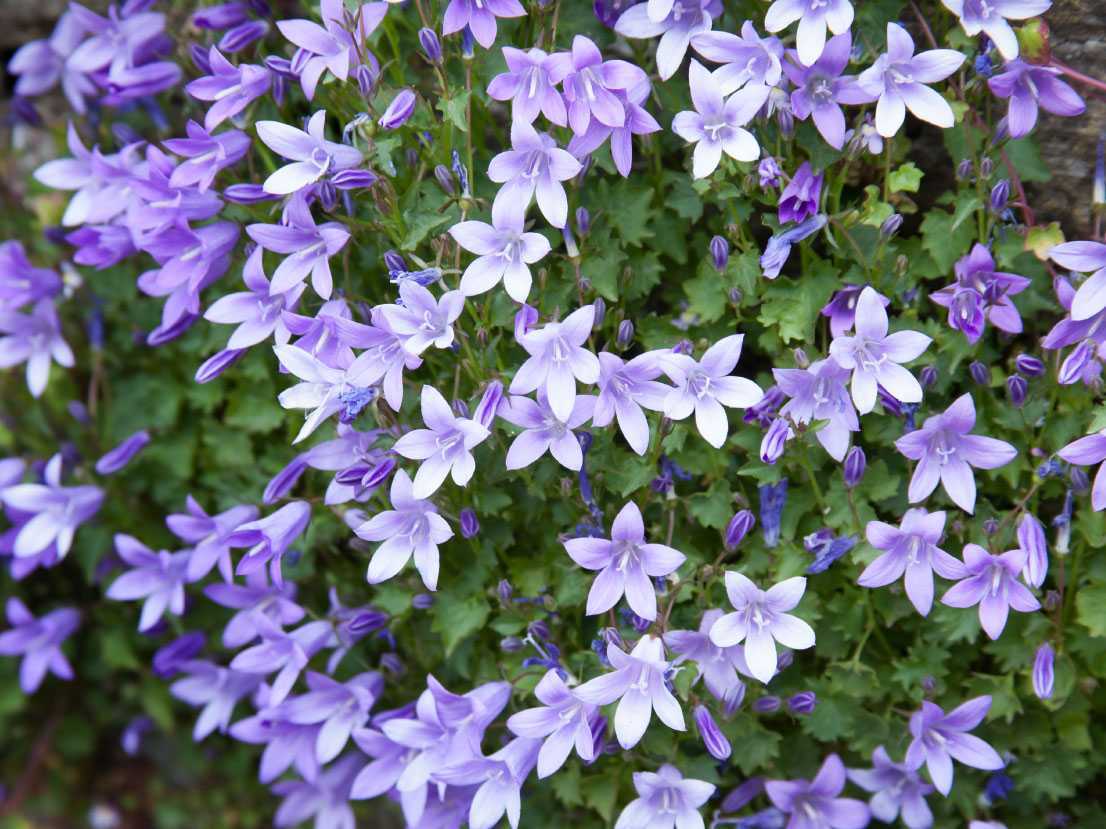 12 Bodendecker blühend winterhart für Ihren Garten Haus & Garten Profi
