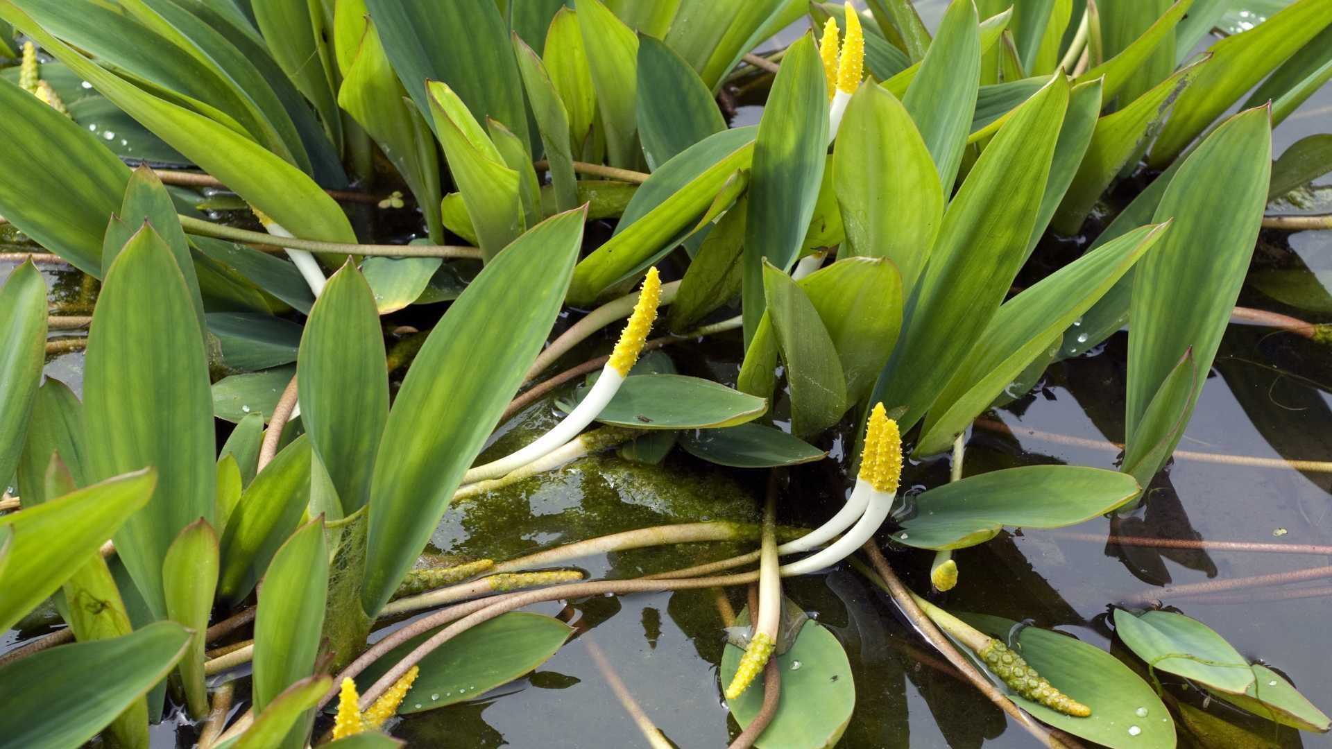 Goldkeule