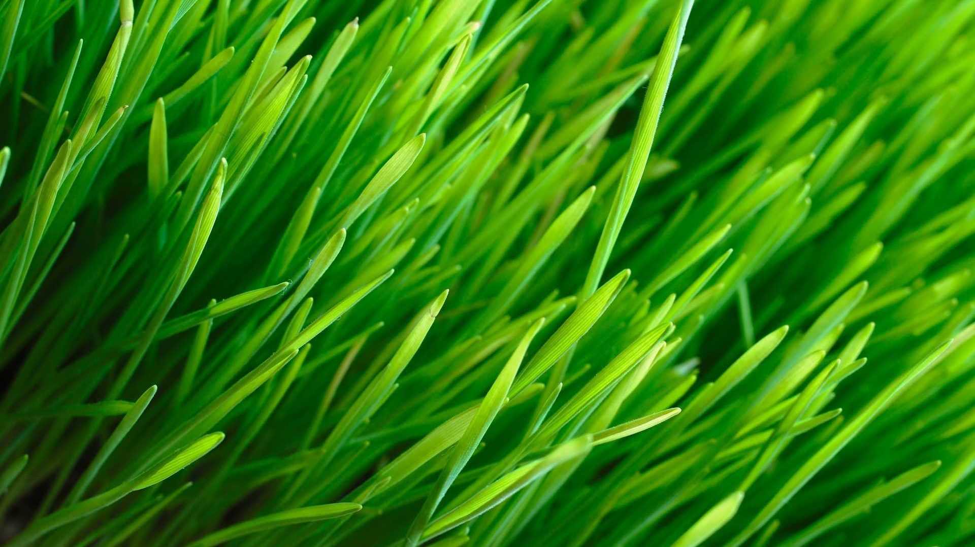 Gras im Garten