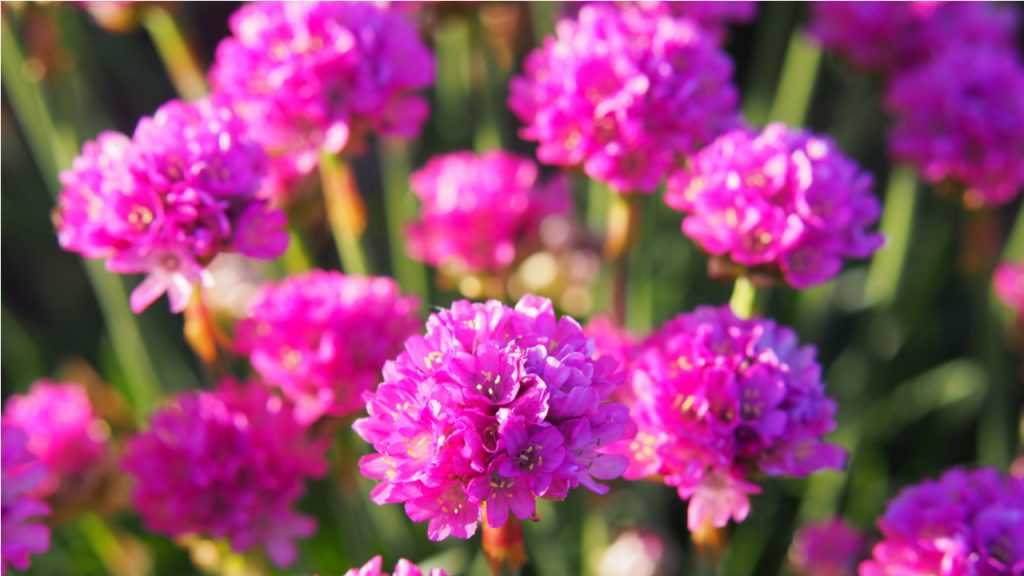 Nahaufnahme der rosa Blühte der Grasnelke