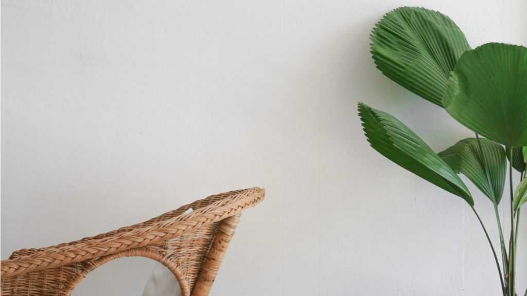 Großblättrige Strahlenpalme vor weißer Wand, links Stuhl