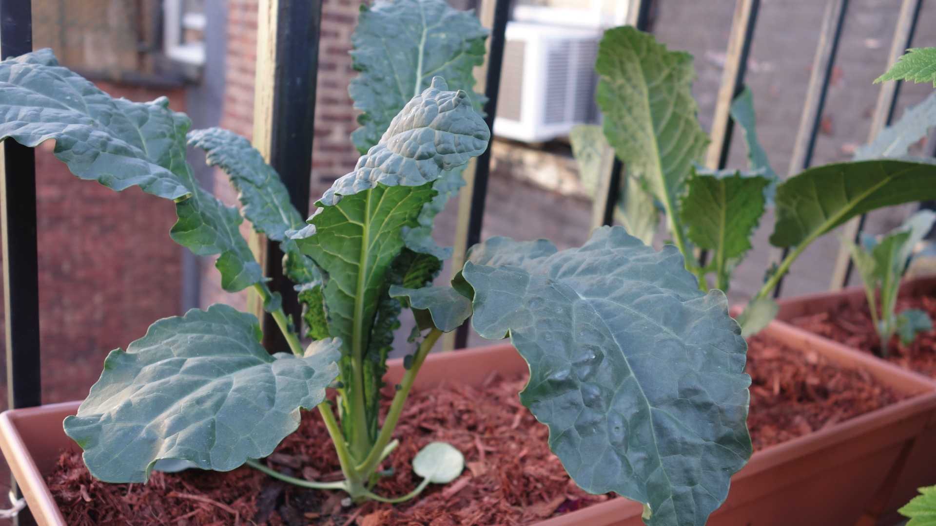 Die 20 sch nsten Nutzpflanzen f r Ihren Balkon Haus Die 20 sch nsten Nutzpflanzen f r Ihren Balkon Haus