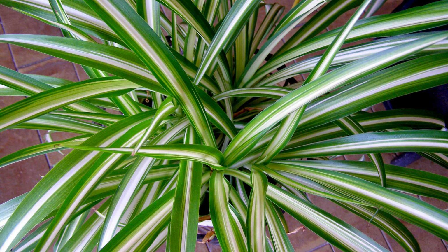 15 beliebte Zimmerpflanzen für Ihr Zuhause Haus & Garten Profi