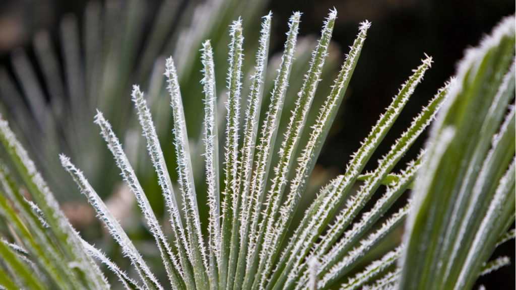 Nahaufnahme von gefrorenen Blättern der Hanfpalme