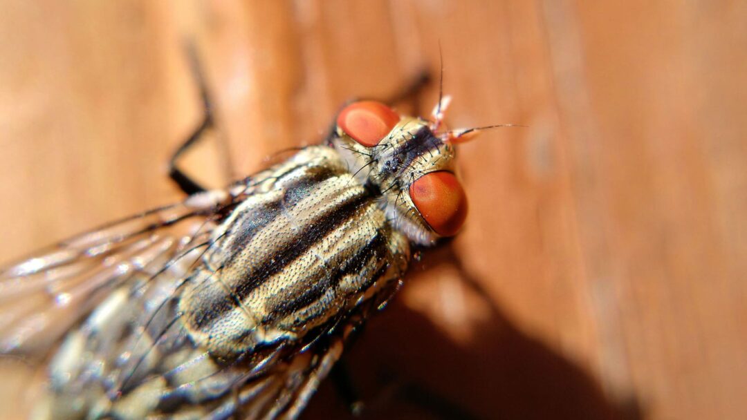 Was sind hilfreiche Hausmittel gegen Fliegen im Haus?
