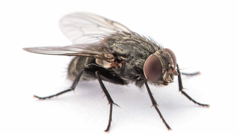 Was sind hilfreiche Hausmittel gegen Fliegen im Haus?