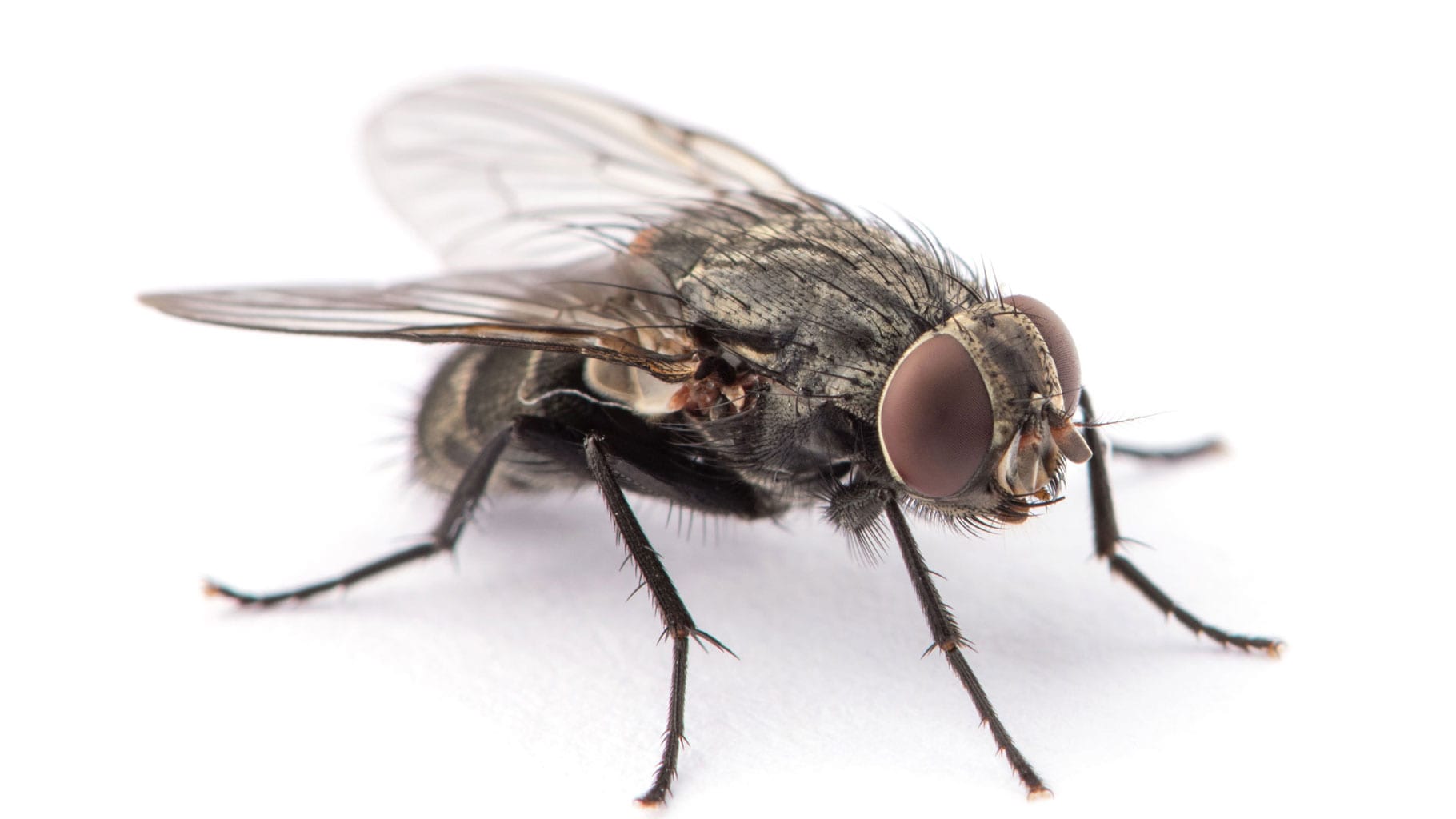 Was sind hilfreiche Hausmittel gegen Fliegen im Haus?