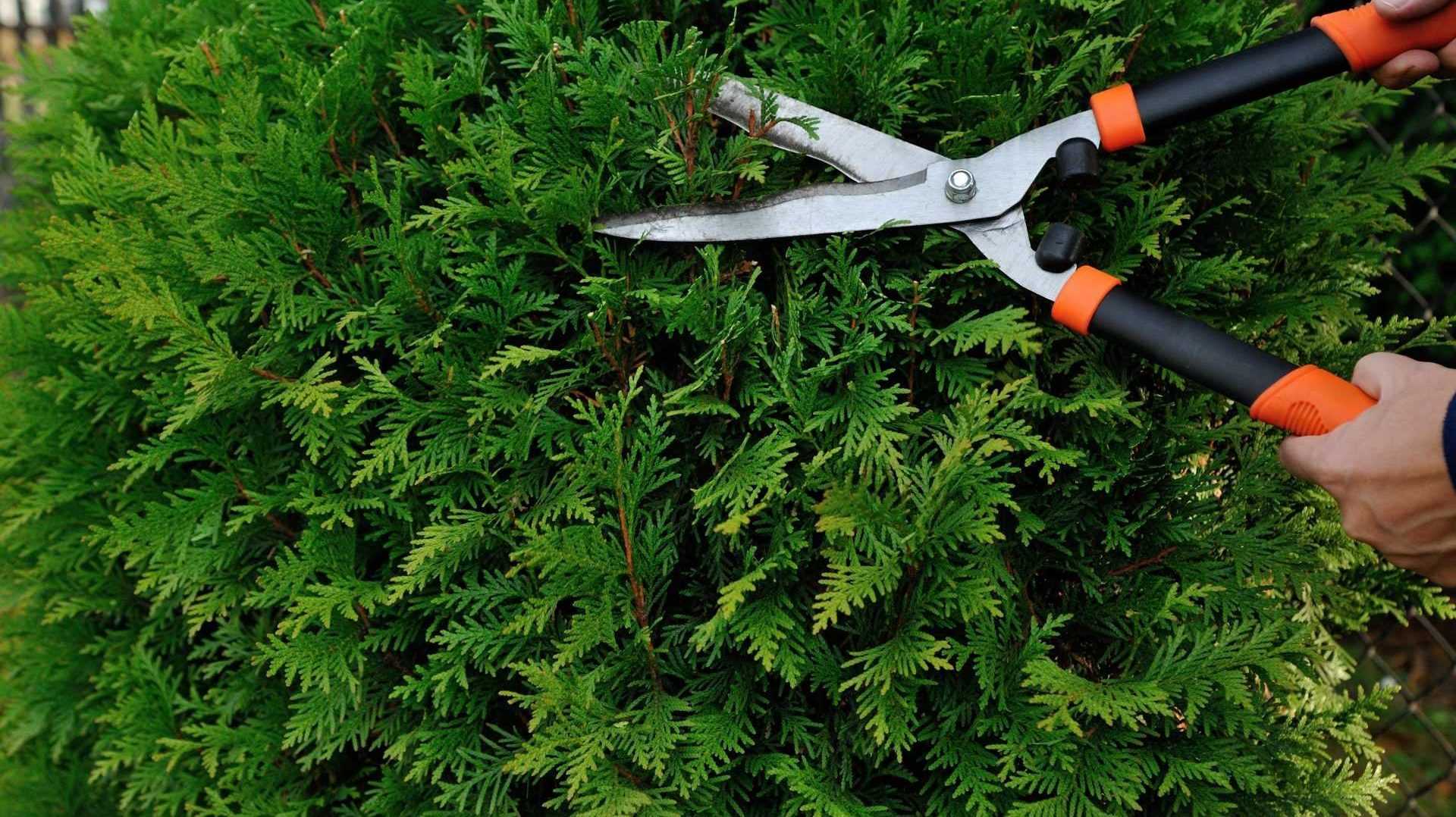 Hecke schneiden
