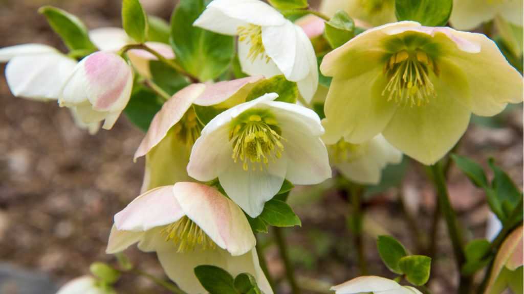 Christrose im Freien.