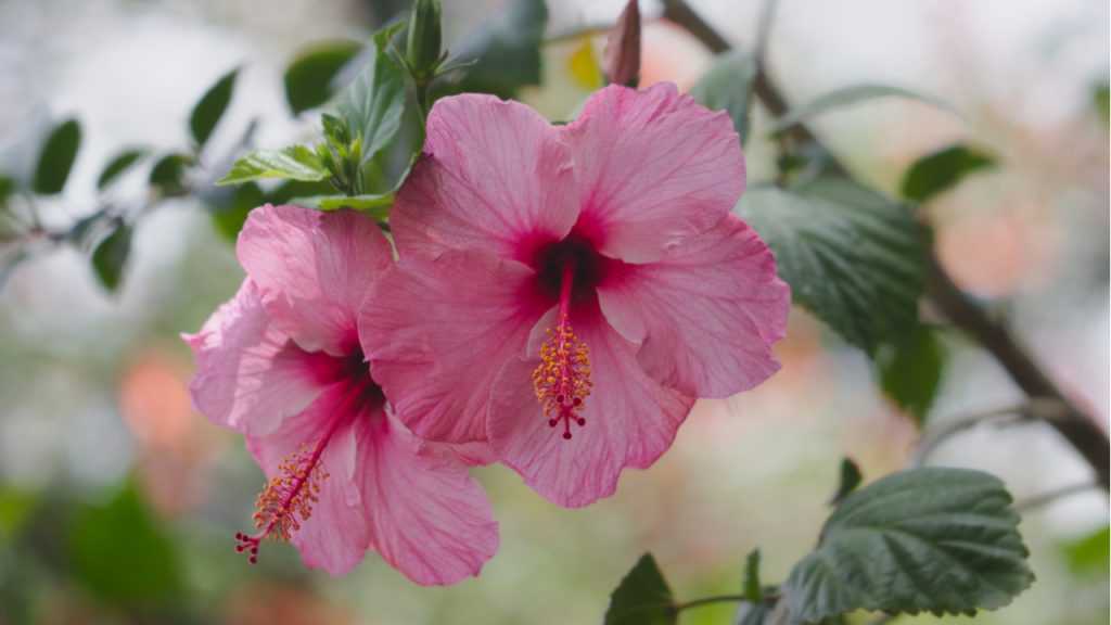 Nahaufnahme der Blüte des Hibiskus