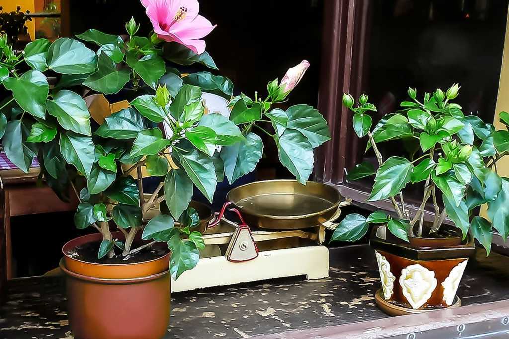 13 Ungiftige Zimmerpflanzen für Katzen! Haus & Garten Profi