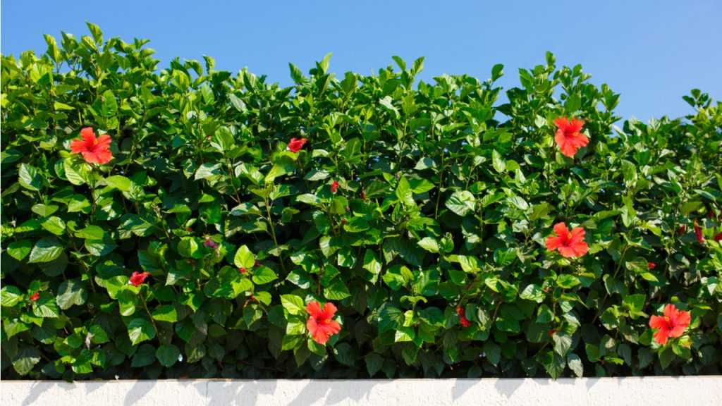 Hibiskus Hecke mit roten Blüten