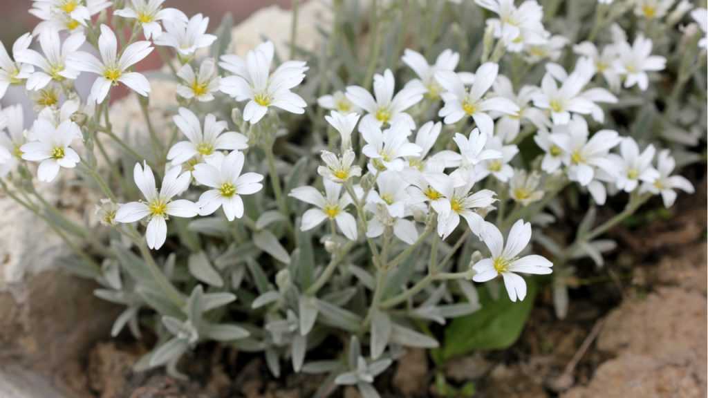 Hornkraut Silberteppich Nahaufnahme im Blumenbeet
