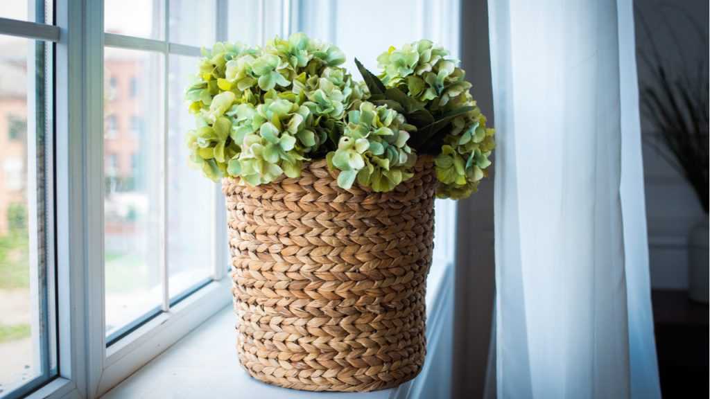 Hortensie auf einer Fensterbank