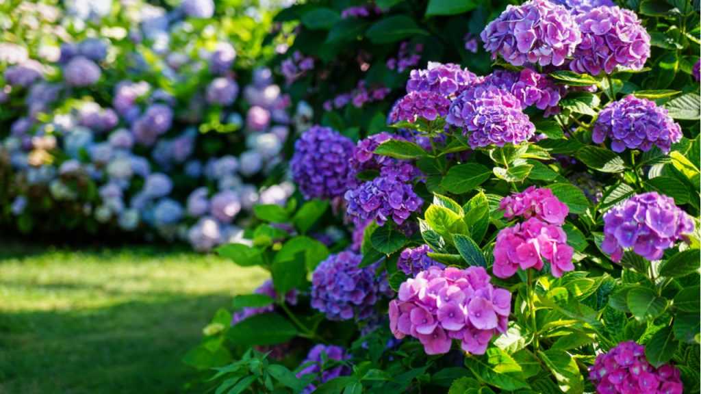 Hortensie mit blauen Blüten