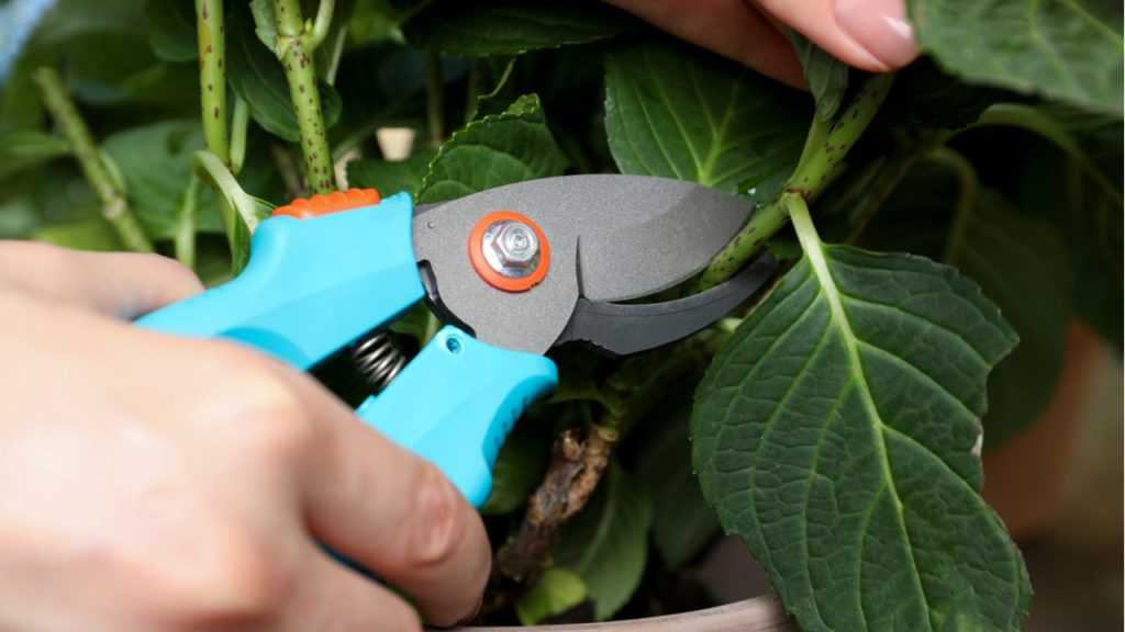 Hortensie wird mit Gartenschere geschnitten