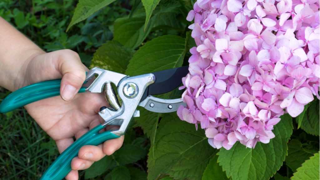 Hortensie wird mit Gartenschere geschnitten