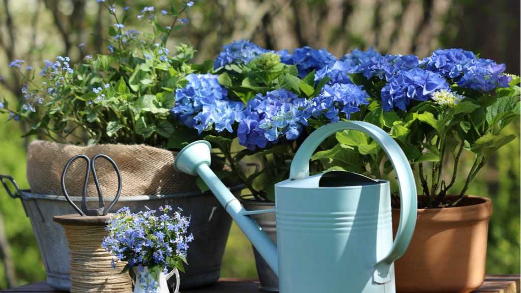 Hortensie neben Gießkanne im Freien
