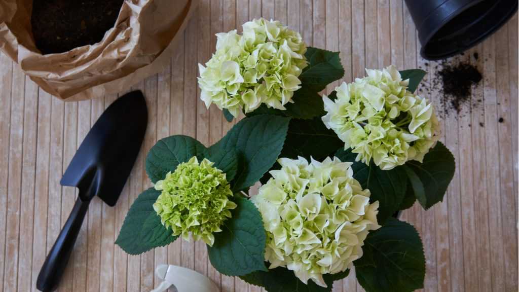 Hortensie umgetopft