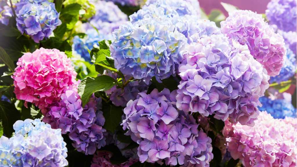 Nahaufnahme der Hortensie