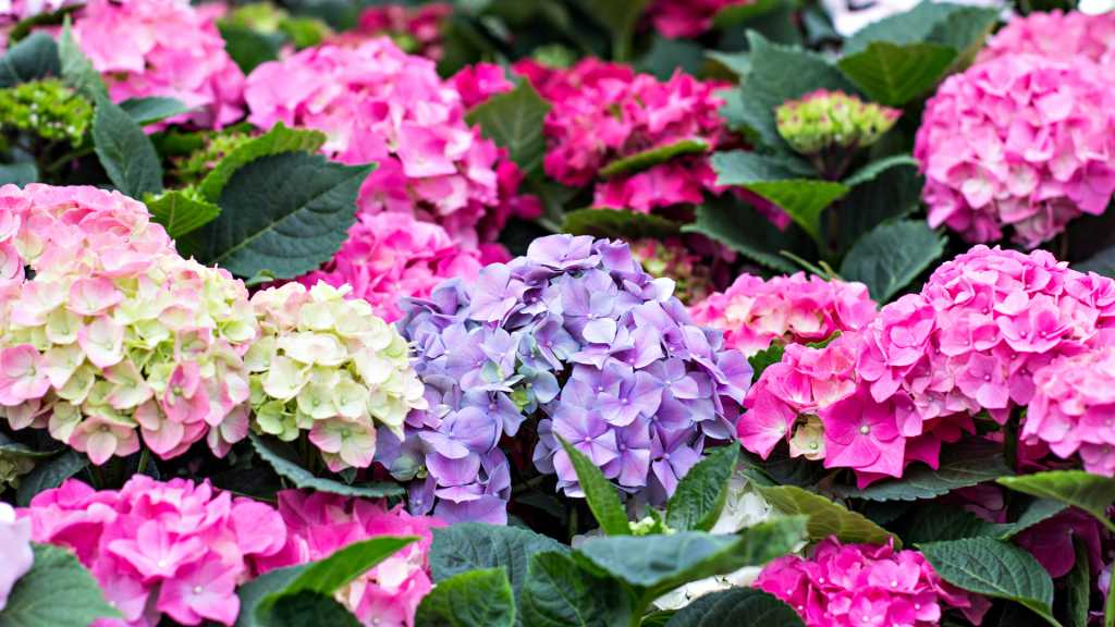 Der Garten Im Mai 20 To Do S Die Sie Im Mai Im Garten Erledigen Sollten