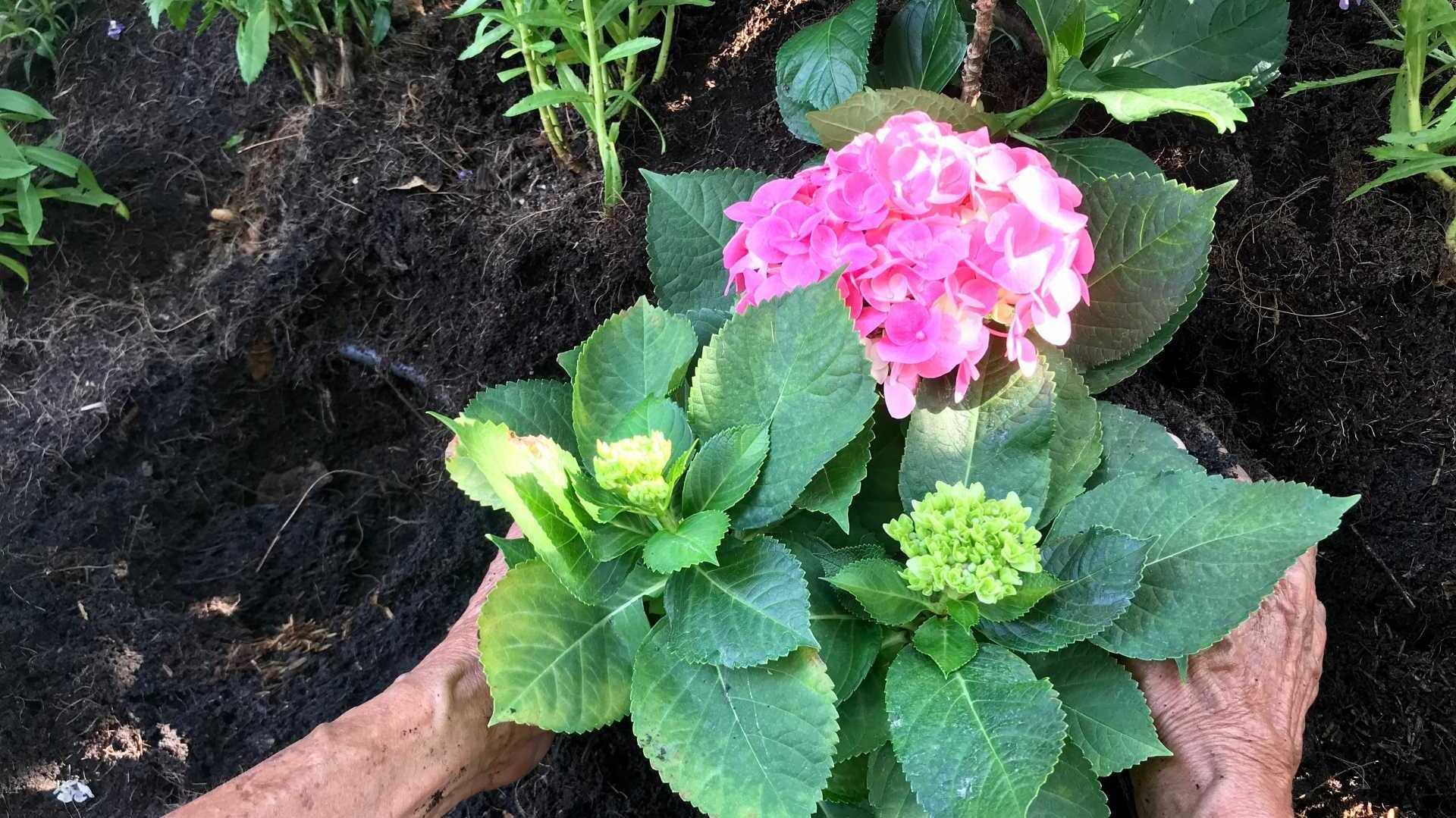 Hortensienpflege