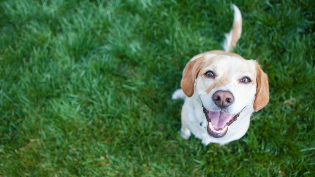 Hund schaut glücklich