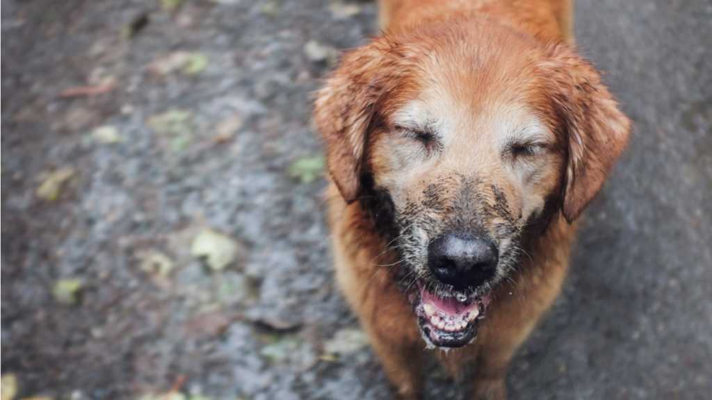 Blinzelt dein Hund dich an bedeutet es, dass er mit dir spielen möchte. Es ist also an der Zeit sich mit ihm zu beschäftigen.