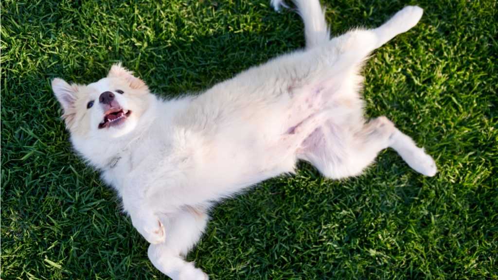 Wenn er sich auf den Rücken legt und deinen Bauch zeigt, will dir dein Hund zu verstehen geben, dass er dir vertraut und dich zufrieden stellen.