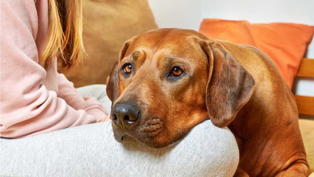 Wenn dein Hund seinen Kopf auf dein Knie legt, bedeutet das in der Hundesprache, dass er deine Aufmerksamkeit möchte und dir zu verstehen gibt, dass er dich braucht.
