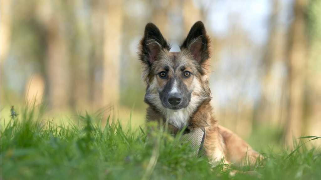 Die Ohren des Hundes stehen ab. Das bedeutet, er ist neugierig und hört dir gerade aufmerksam zu.
