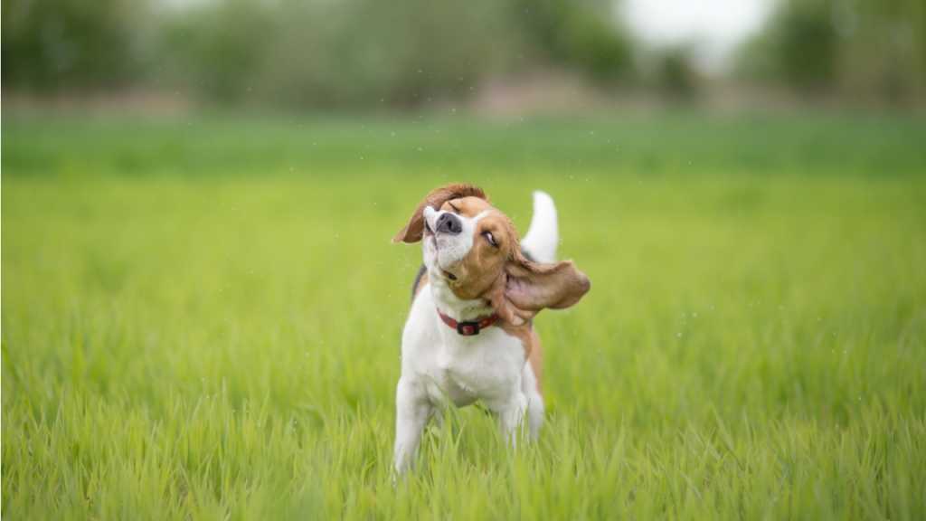Dein Hund schüttelt sich nicht nur, wenn er nass ist. Mit diesem Verhalten versucht er auch Spannung abzuschütteln, wenn er in einer stressigen Situation war.