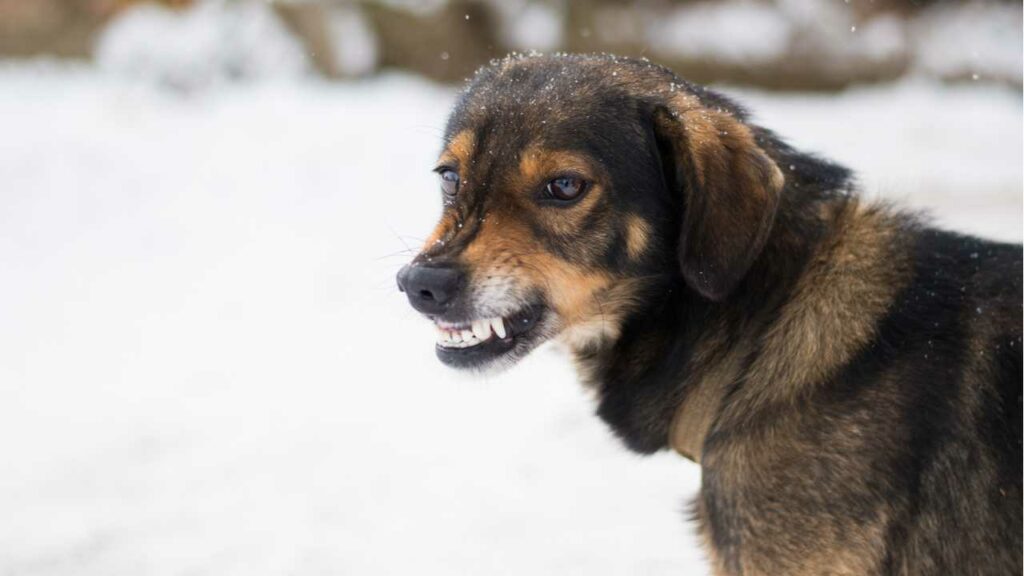 Der Hund zeigt seine Zähne, ohne zu knurren. In der Hundesprache ist das ein Zeichen dafür, dass er sein Revier beschützen möchte.