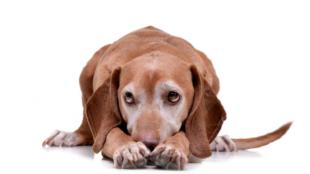 In der Hundesprache ist das Ducken ein Zeichen dafür, dass dein Hund nicht gestreichelt werden möchte.