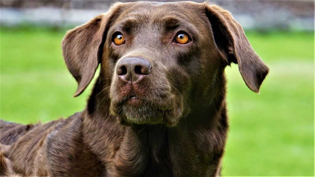 Liegen die Ohren deines Hundes an, ist das ein Zeichen für seine Unsicherheit. Versuche ihn in so einer Situation zu beruhigen.
