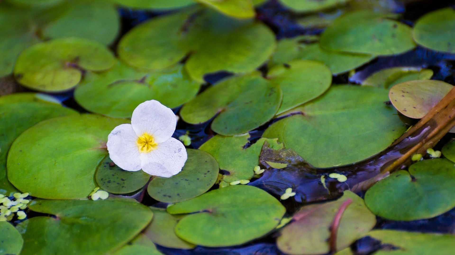 Hydrocharis morsus-ranae