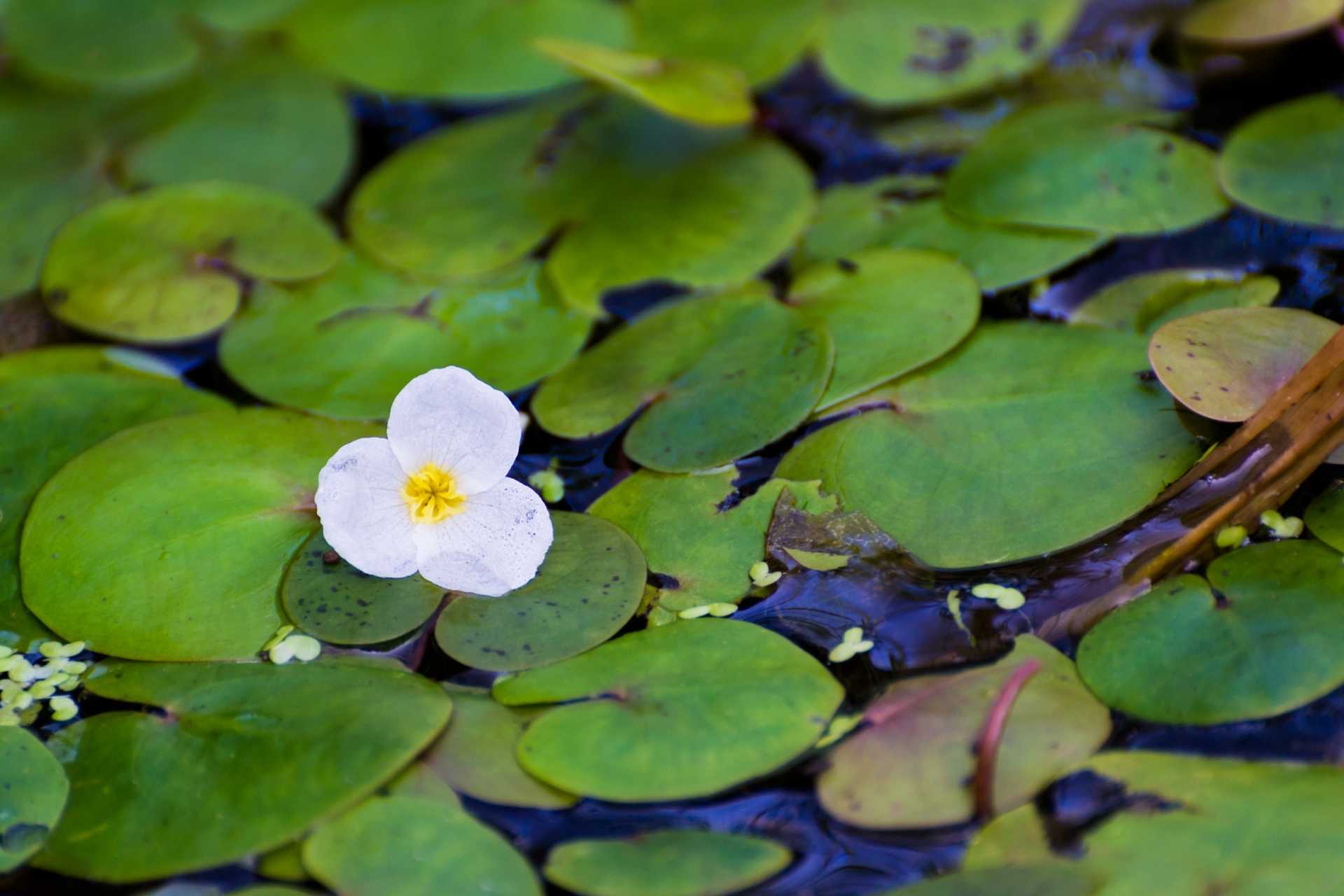 16 Wasserpflanzen gegen Algen für einen sauberen Teich