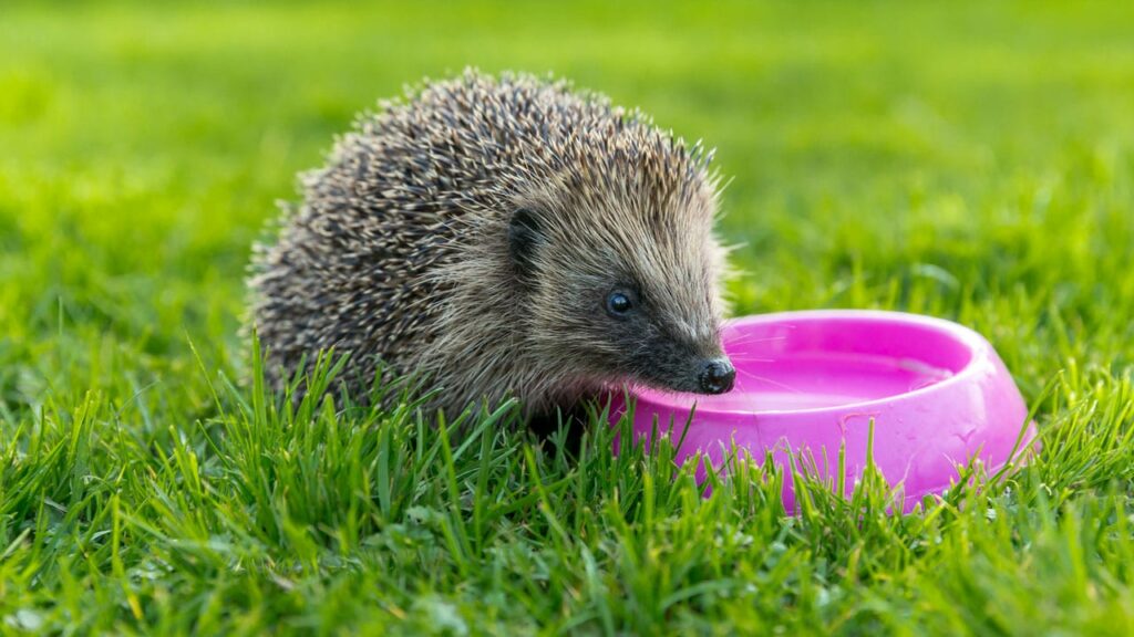 Igel im Garten entdecken, halten, schützen Haus