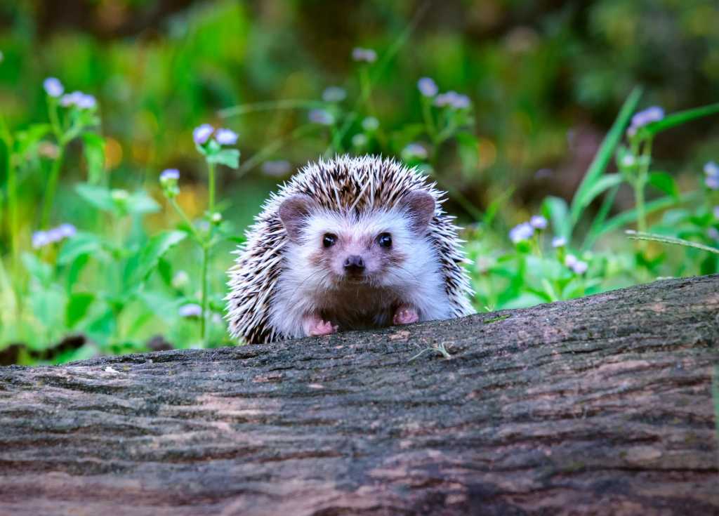 Igel im Garten