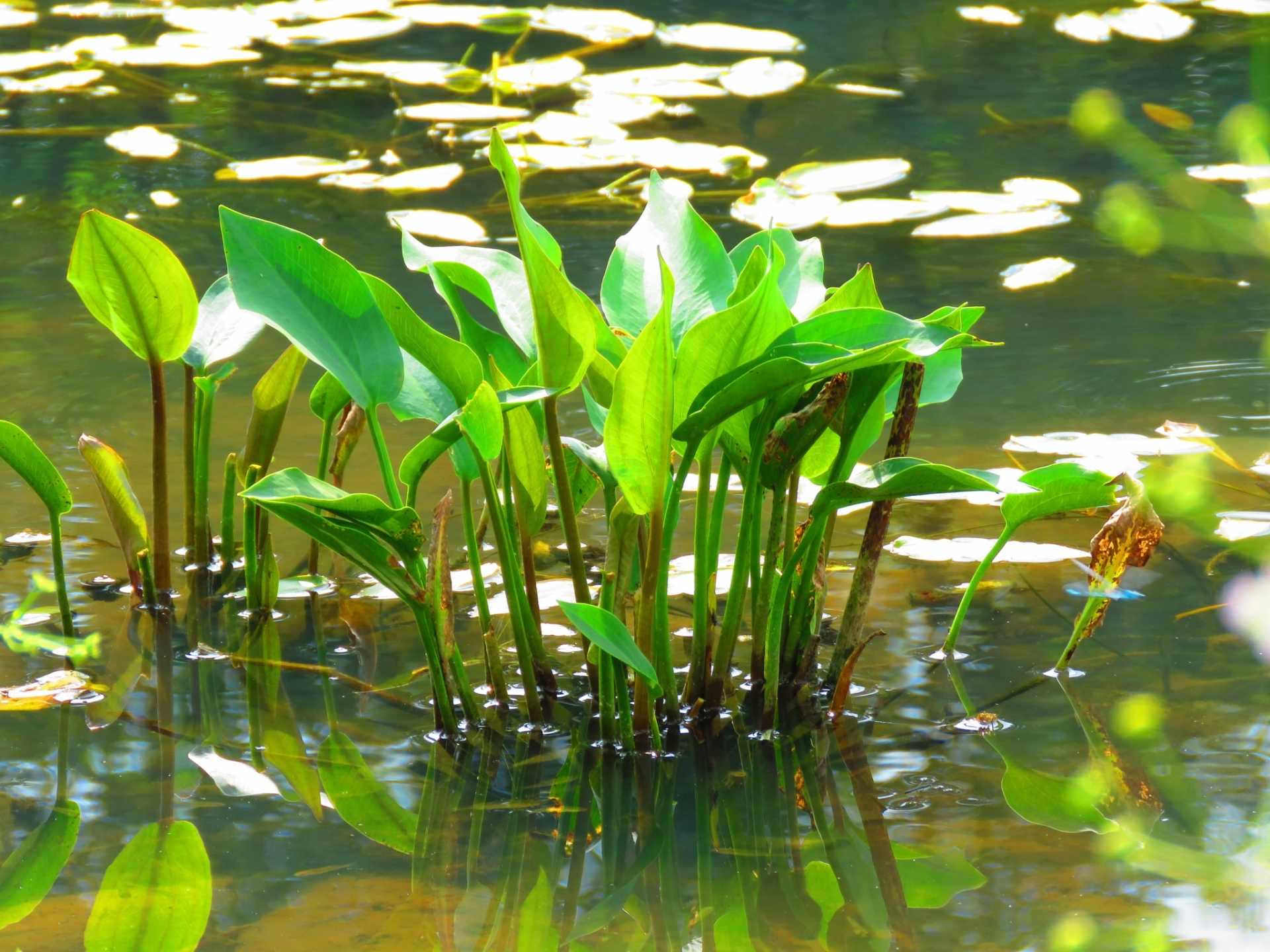 16 Wasserpflanzen für den Teich im eigenen Außenbereich