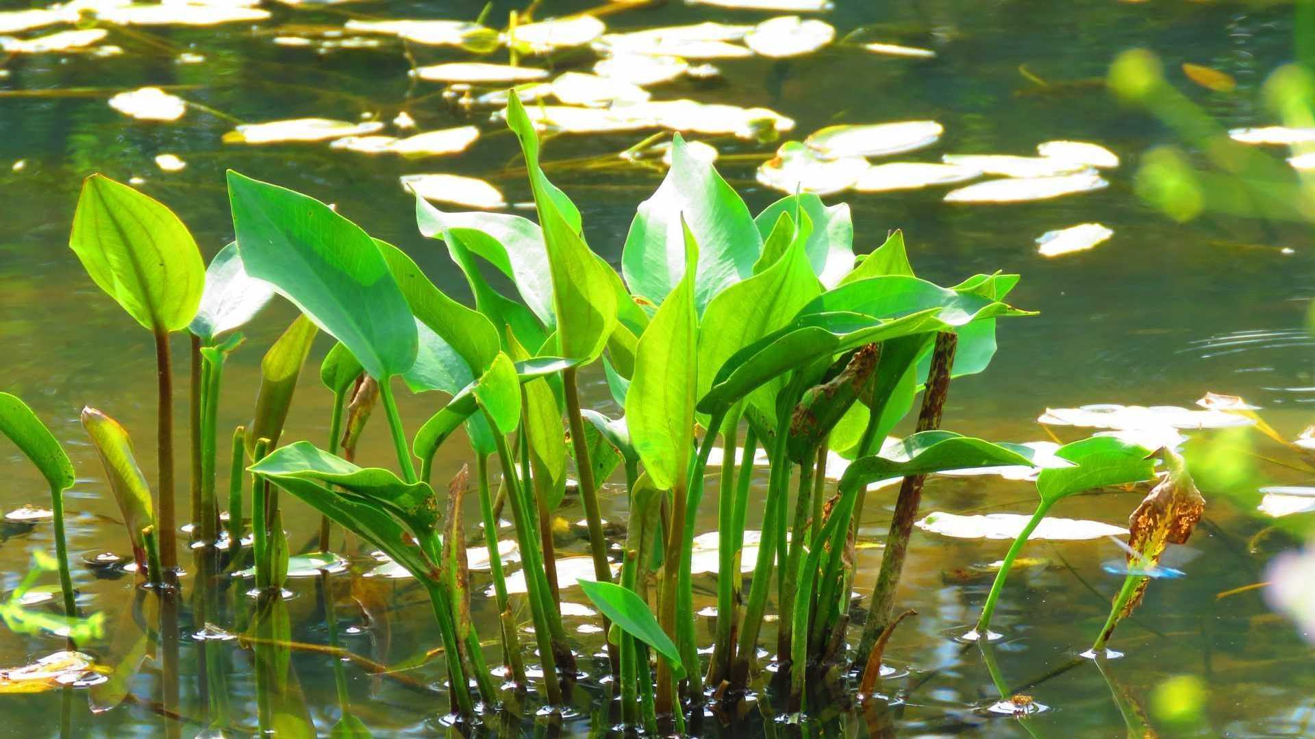 Igelschlauch Wasserpflanzen für den Teich