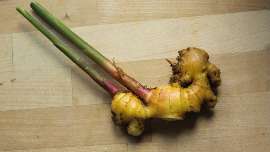 Nach einer Wartezeit von 10 Monaten kann man die gesamte Knolle des Ingwers ernten.