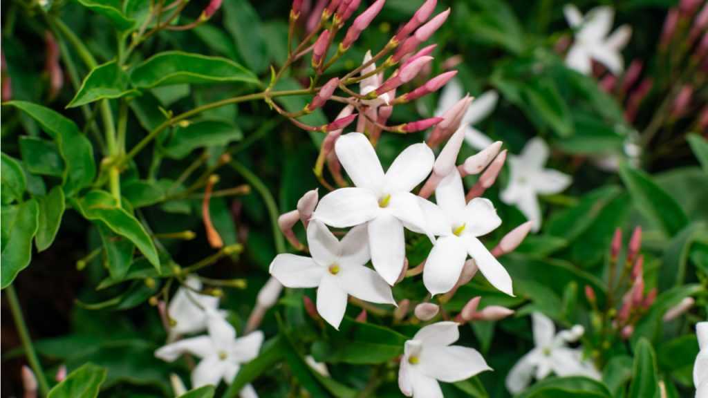 Nahaufnahme der Jasminblüte