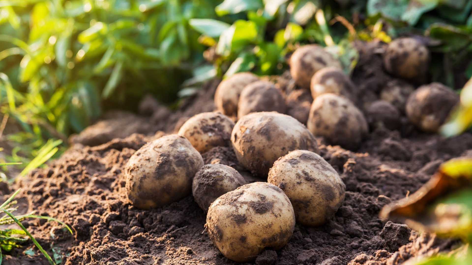 Kartoffeln liegen auf einem Feld