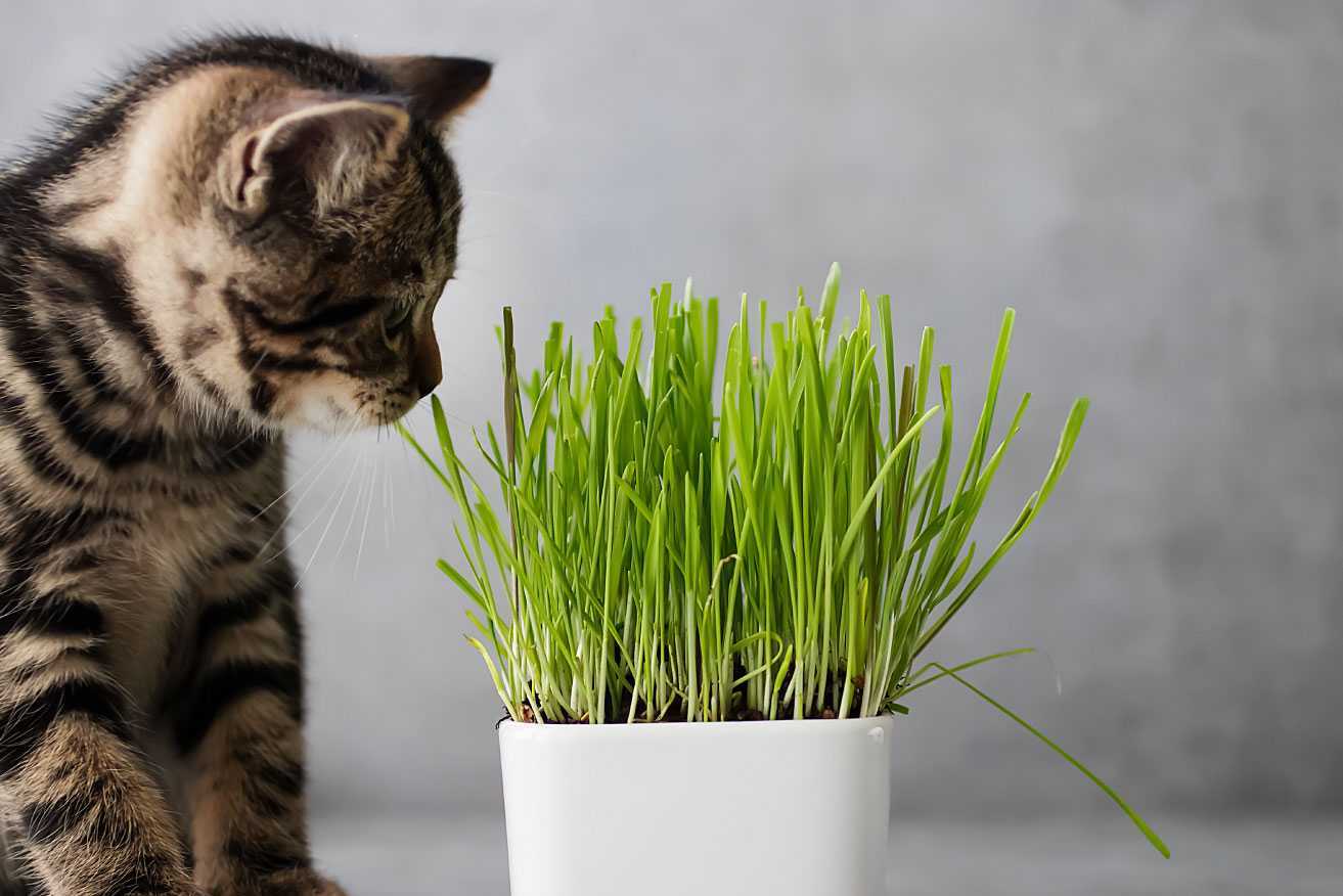 Katze Aus Blumentopf Fernhalten