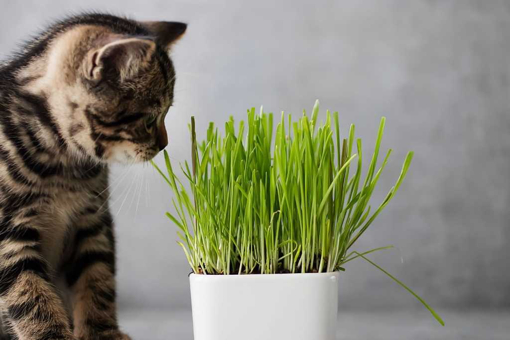 13 Ungiftige Zimmerpflanzen für Katzen! Haus & Garten Profi